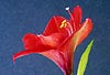 Amaryllis