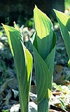 Calla leaf