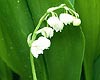 Lily of the Valley